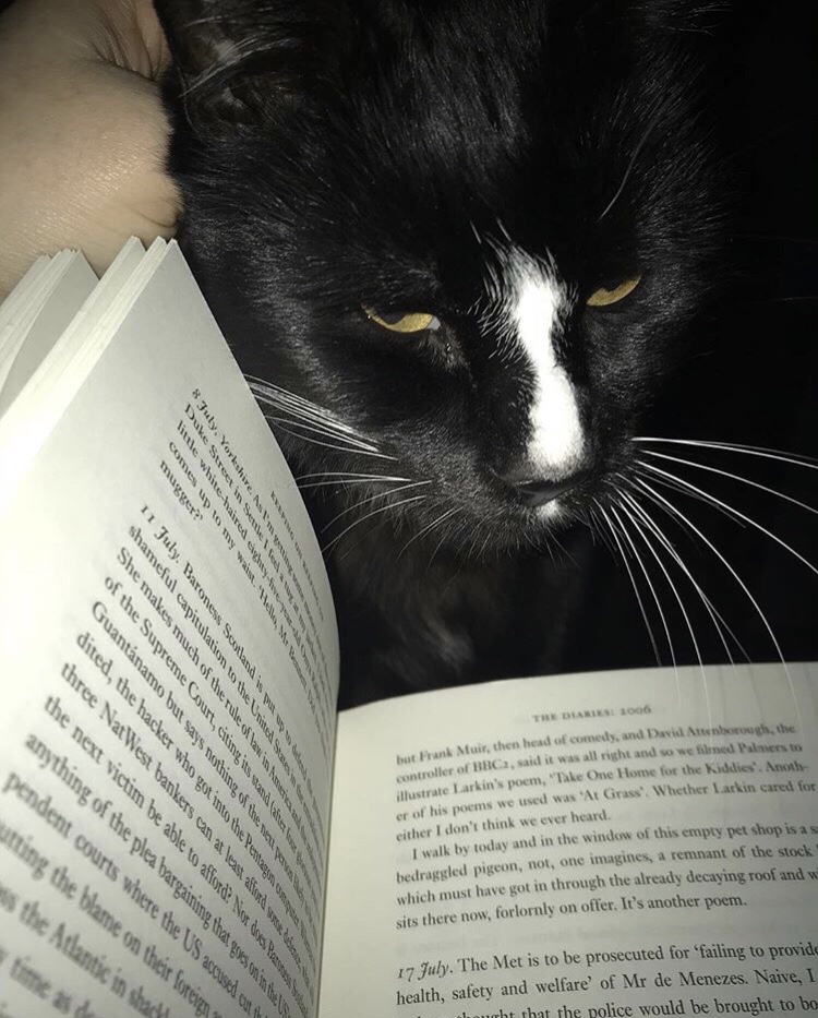 Cat poking his head over a book