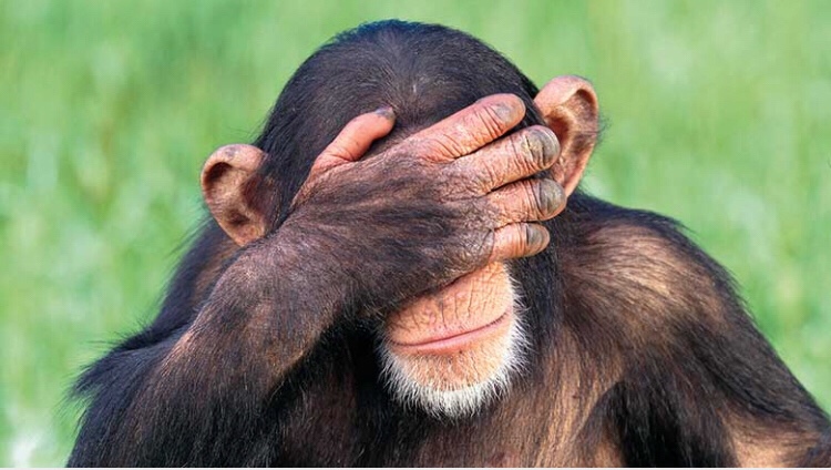 Embarrassed chimpanzee