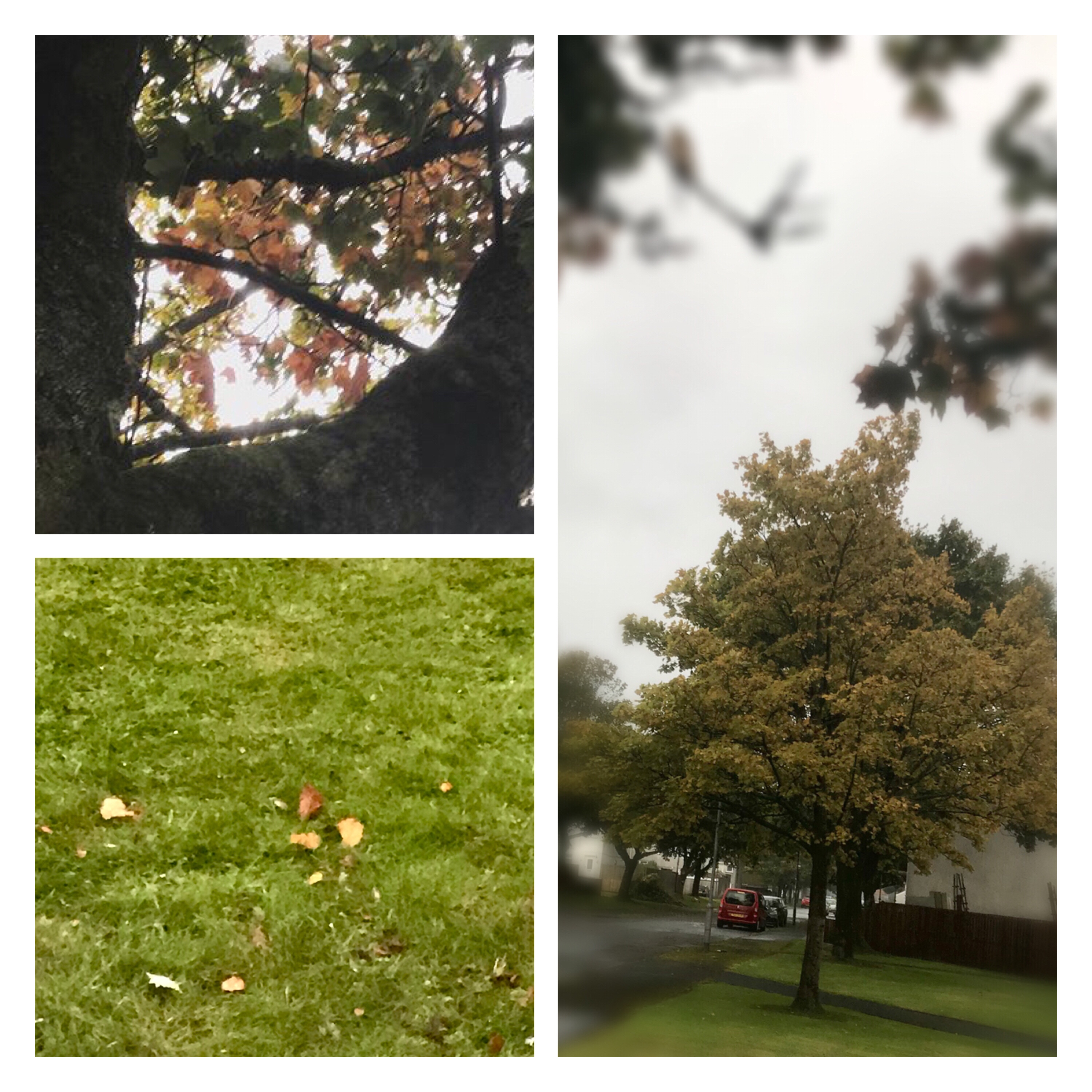 Autumn leave