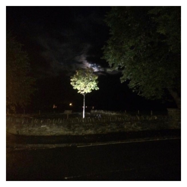 Sapling in moonlight 