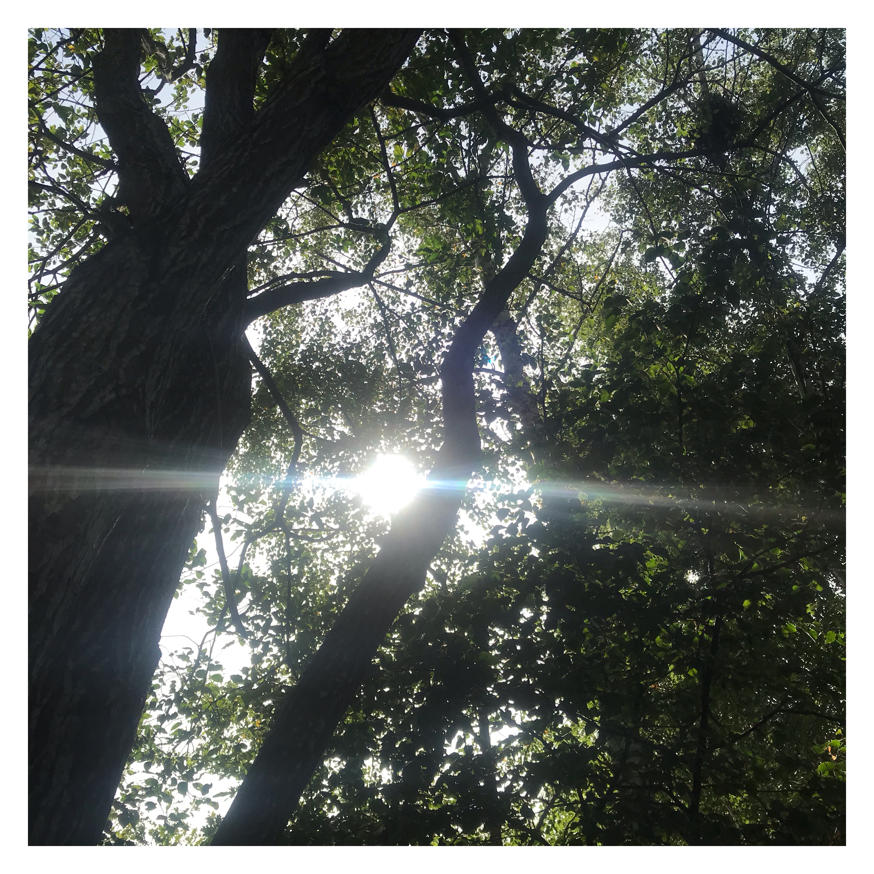 Sun shining through trees