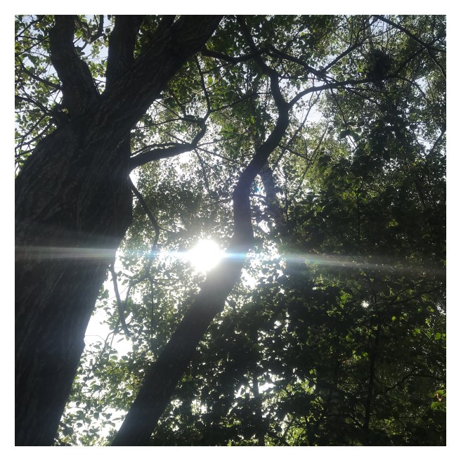 Sun shining through trees