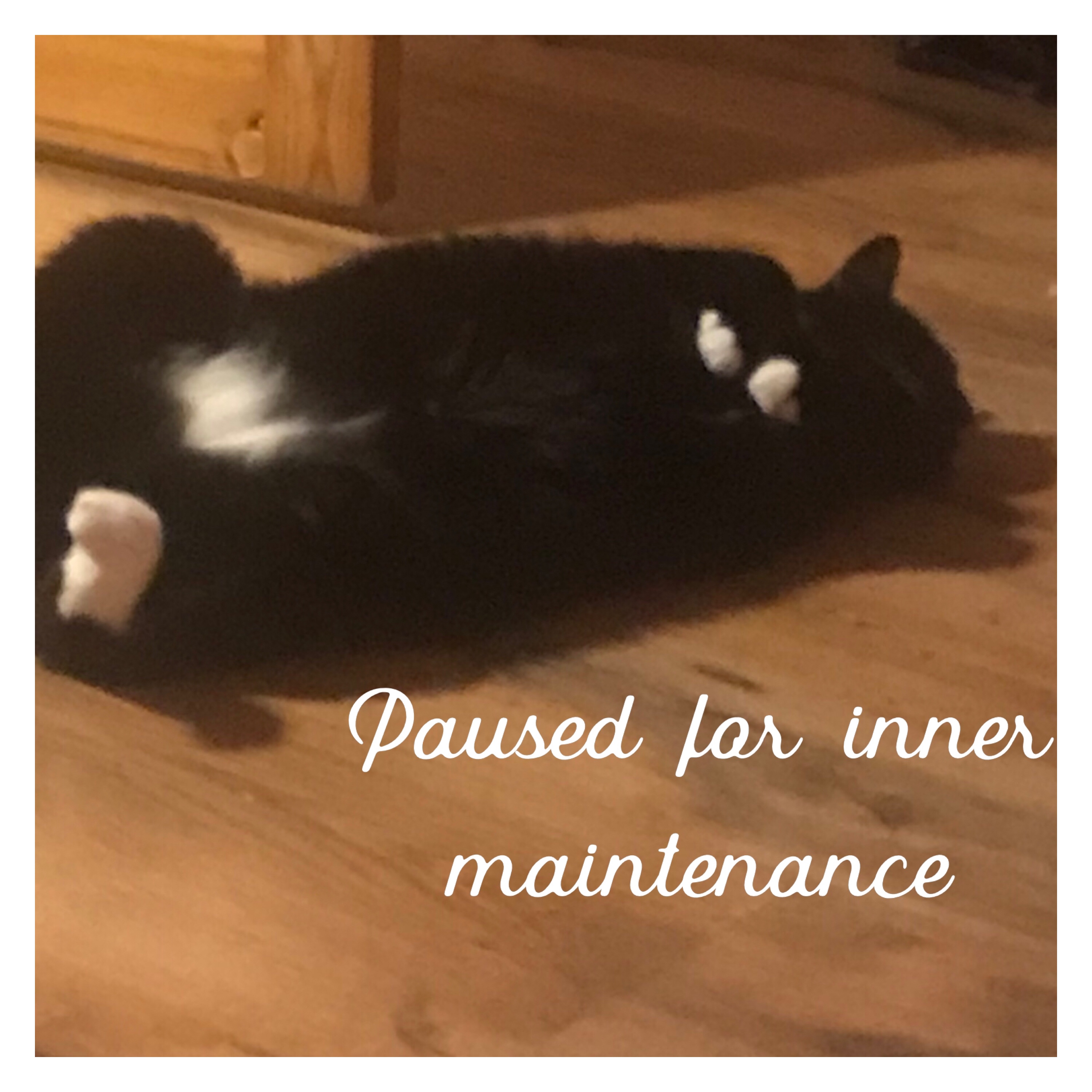 Black and white cat lying in back with text, paused for inner maintenance 