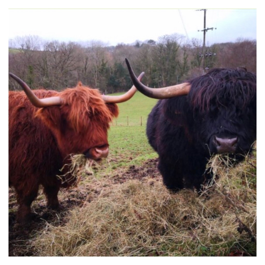 Orange and black highland cows eating straw 