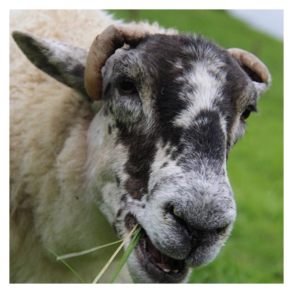 White ram with black spots on face eating grass 