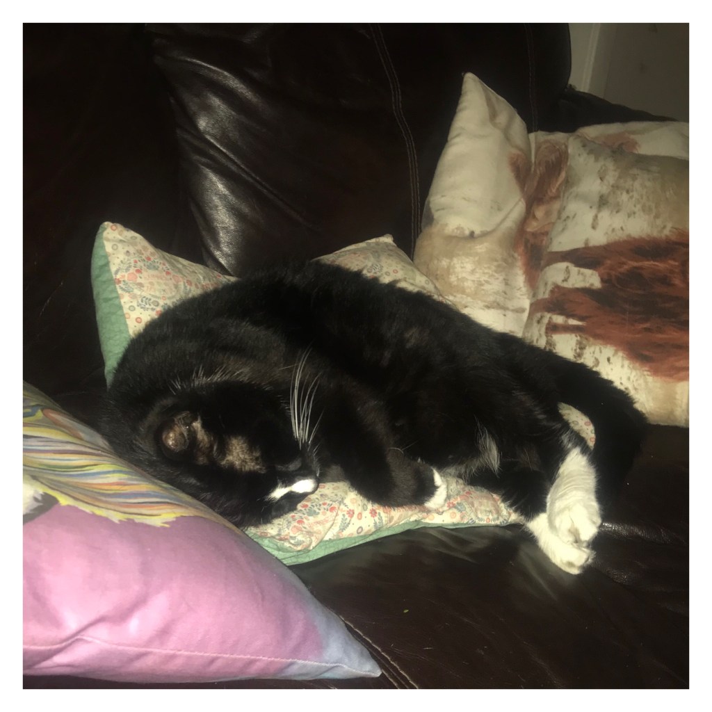 Black and white sleeping on cushions 