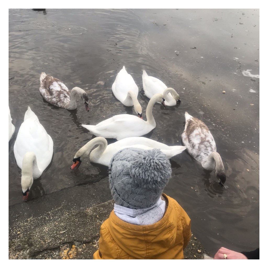 Swans on an icy pond