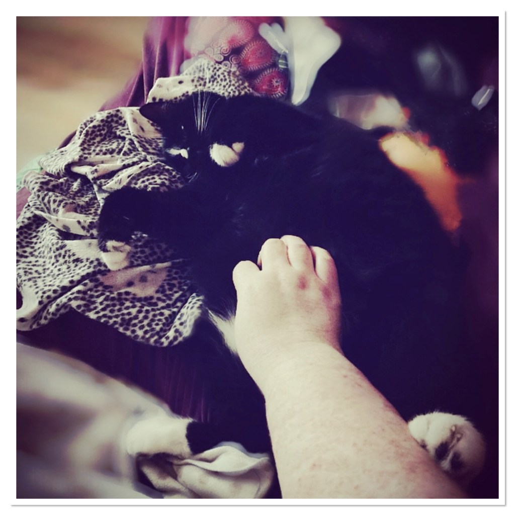 Black cat with white paws and nose lying belly up  on blankets 