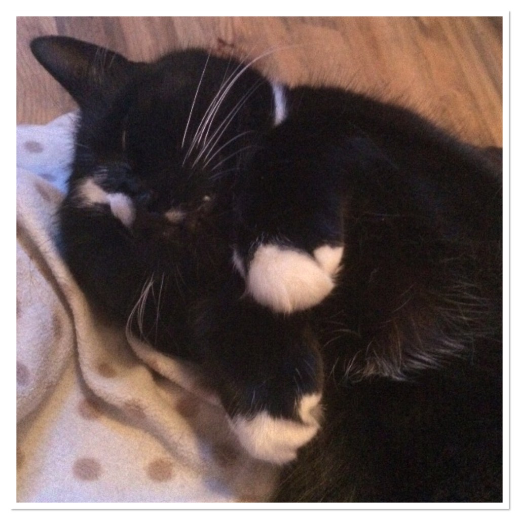 Close up of sleeining cat face and paws 