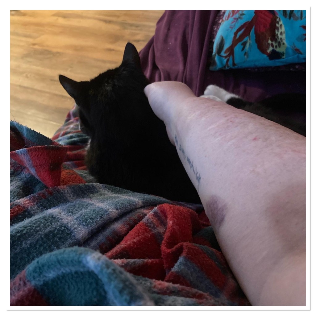 Black cat snuggling on blankets being petted 