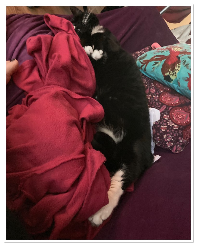Black and white cat stretched out asleep on a purple sofa