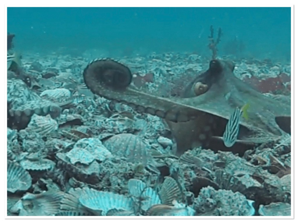 Gloomy octopus on sea bed, with one arm curled up and the rest extended.